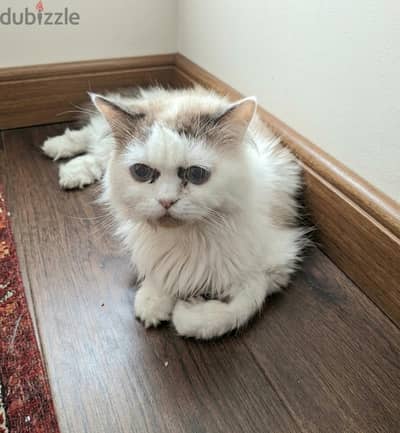 Ragdoll male cat