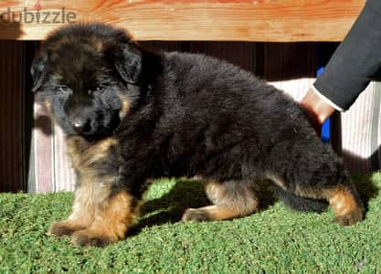 German shepherd puppies male female German جراوي جيرمن شيبرد ذكر انثي