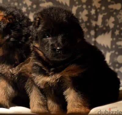 German shepherd puppies male female German جراوي جيرمن شيبرد ذكر انثي