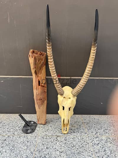 Horn Skull Wall Decor