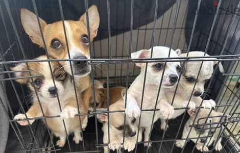 Pure Chihuahua Puppies for Sale | جراوي تشيواوا بيور للبيع