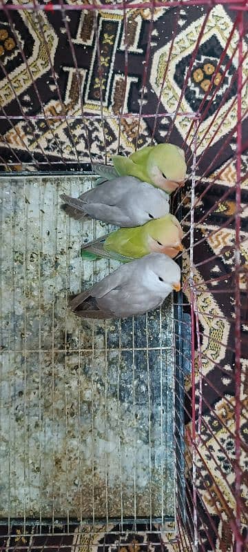 ٤ بغبغاء روز