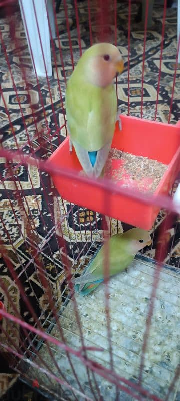 عصفورين روز جريد ريد فيس