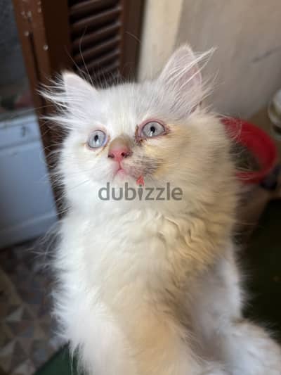 قط هاف بيكى فيس