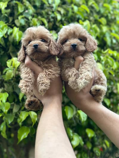 cockapoo puppy