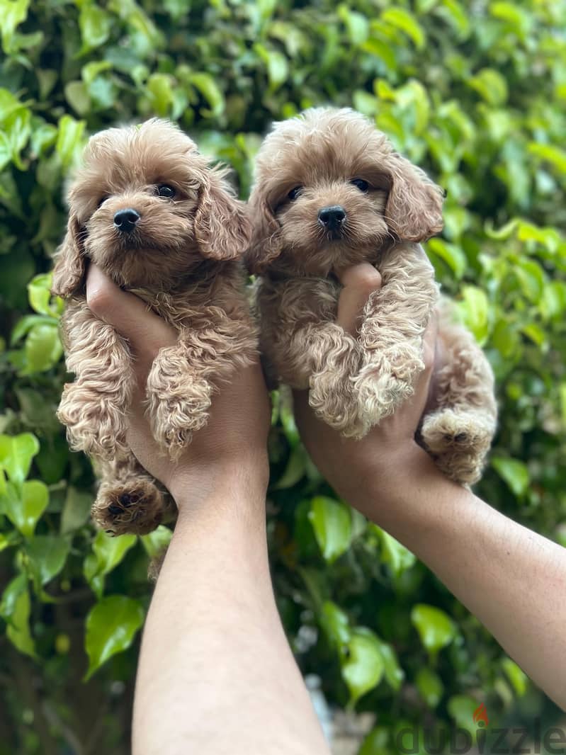 cockapoo puppy 1