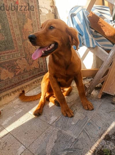 للبيع: جرو جولدن ريتريفر (Golden Retriever) مالي عينك وصحته ممتازة