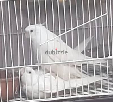 كوكتيل البينو