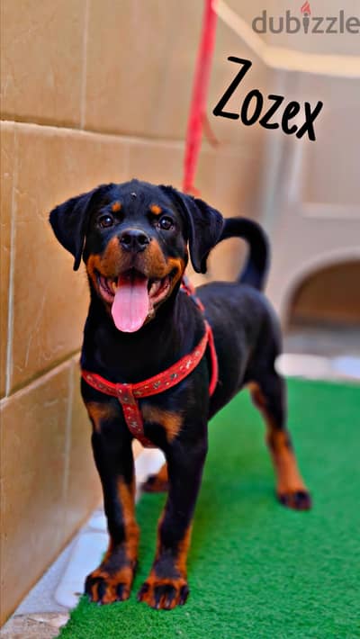 Rottweiler