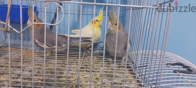 ٣ عصافير كوكتيل صغيرة للبيع ٢ حبشي و ١ لاتيني العمر شهرين