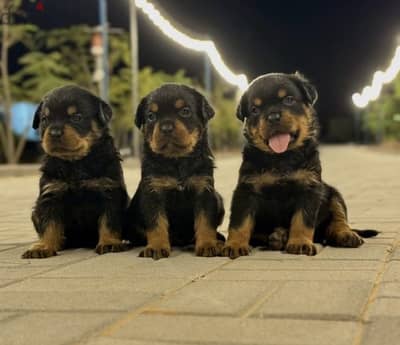 Rottweiler |  روت وايلر