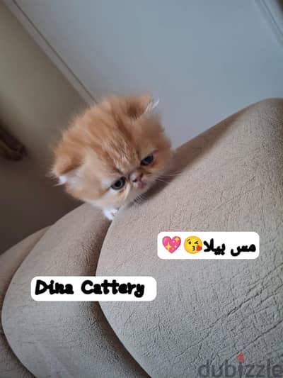 قطط بيرشن