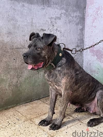 كين كورسو -cane corso