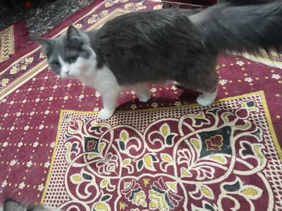 قطة شيرازى
