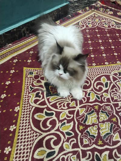 بيع قطط
