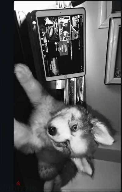 Husky siberian