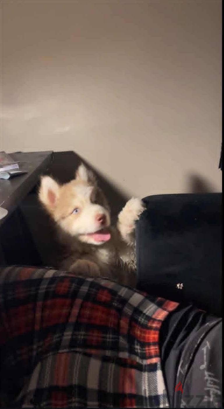 Husky siberian 1