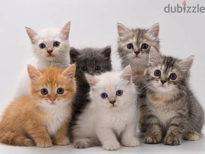 Pure cats