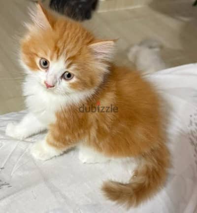 قط شيرازي بيور  اقل من شهرين