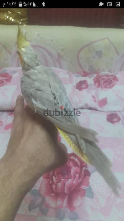 فرد كوكتيل  هادي مدرب على  الايد