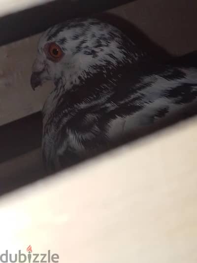 حمام باكستاني
