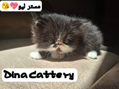 قط بيرشن زرار 