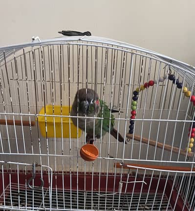 Green-cheeked Conure