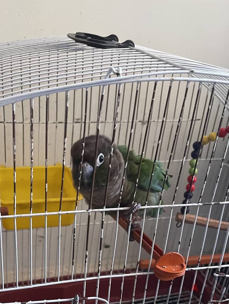 Green-cheeked Conure 1