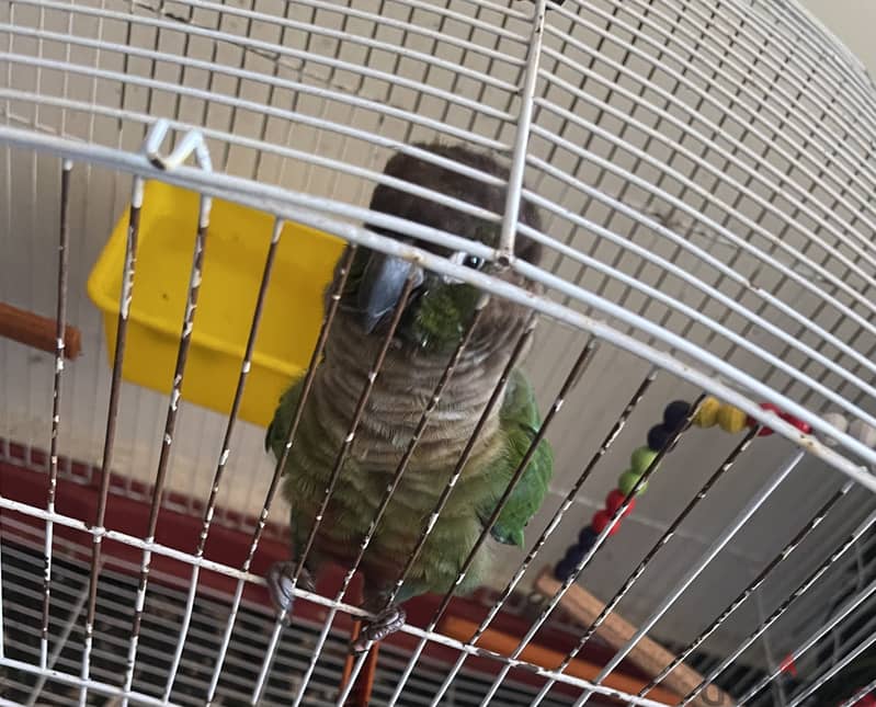 Green-cheeked Conure 2
