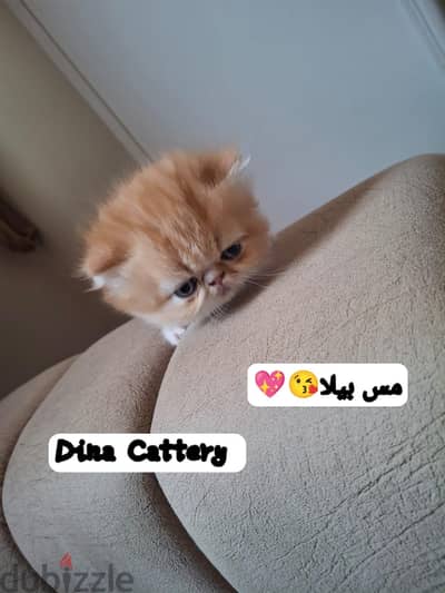 قطه بيرشن زرار