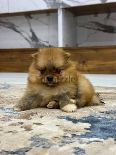 Orange pomeranian puppies