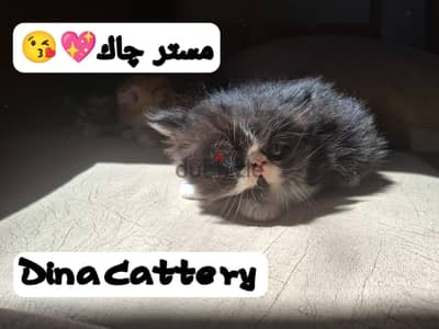 قط بيرشن زرار