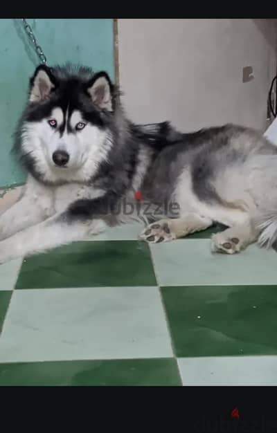 كلبه هاسكي متزوجه من اسبوع