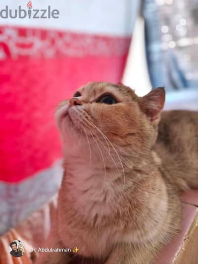 British golden female, distinctive short hair 