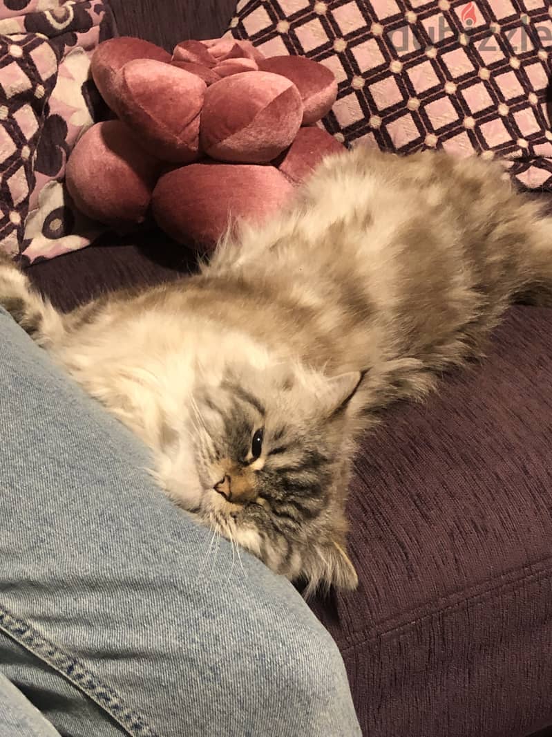 Pure lynx himalayan cat 7