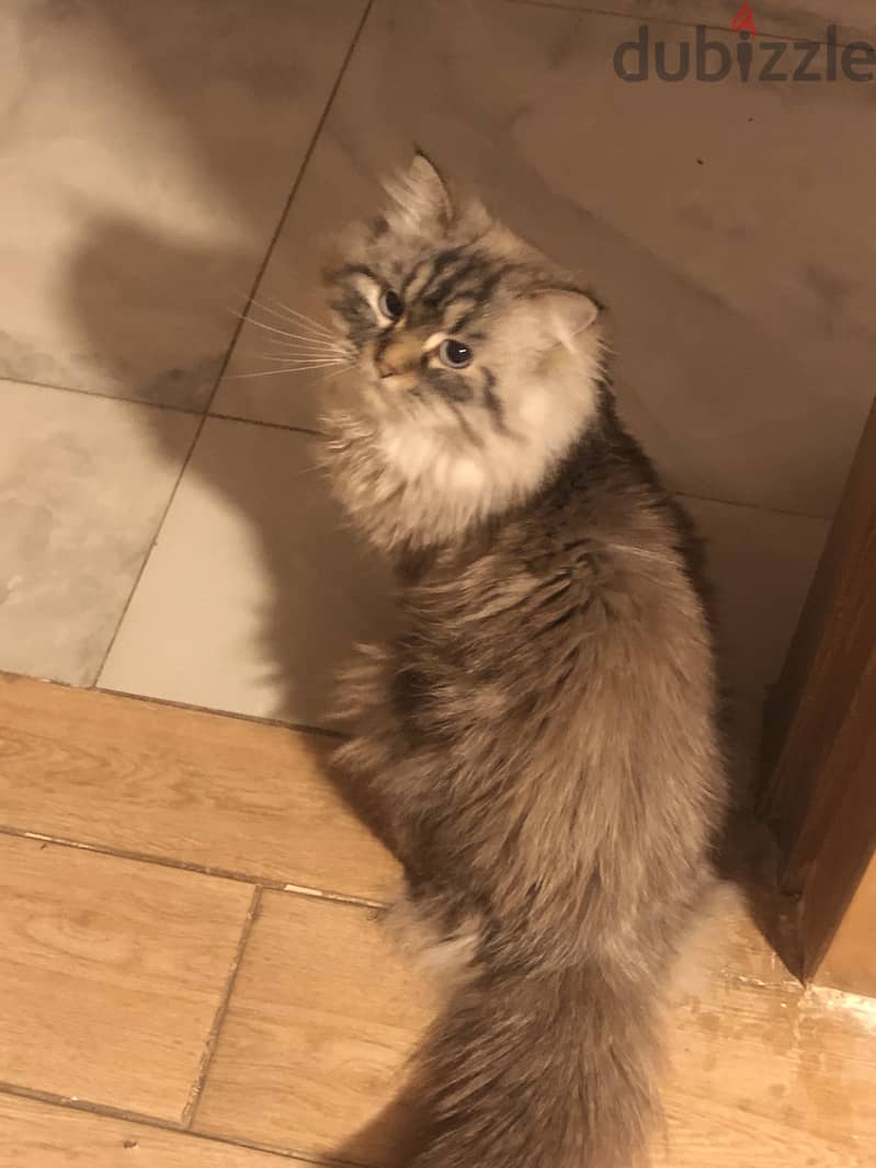 Pure lynx himalayan cat 8