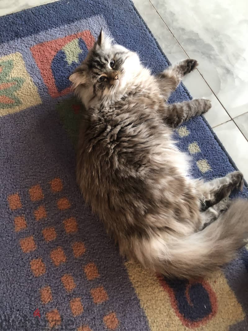 Pure lynx himalayan cat 9