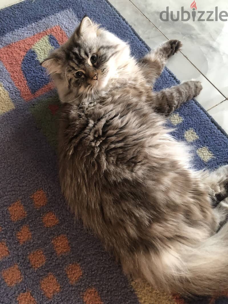 Pure lynx himalayan cat 2