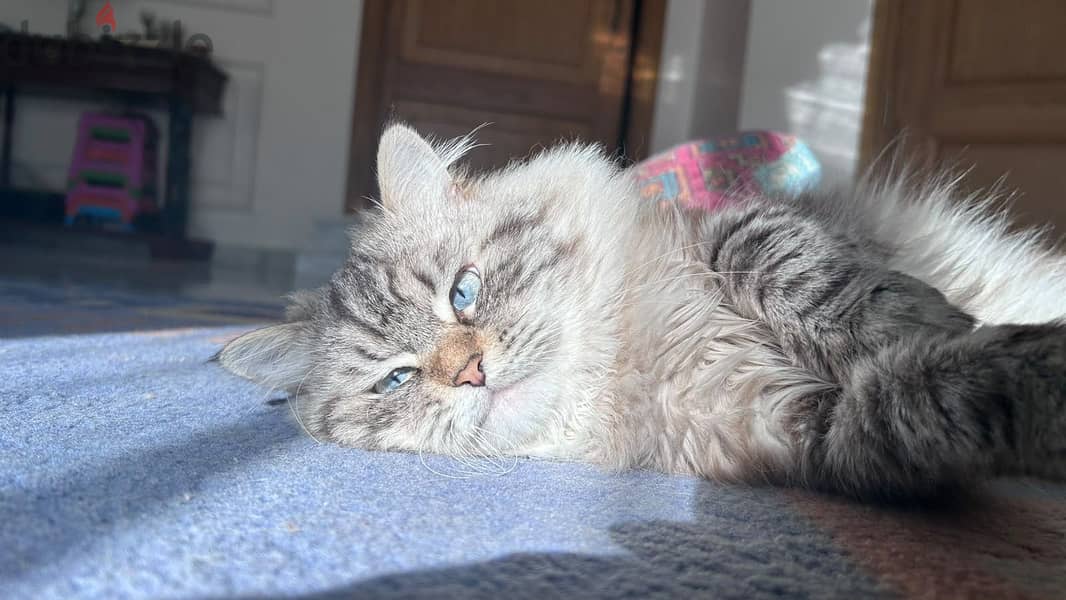 Pure lynx himalayan cat 3