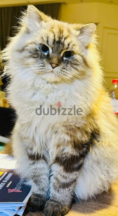 Pure Himalayan