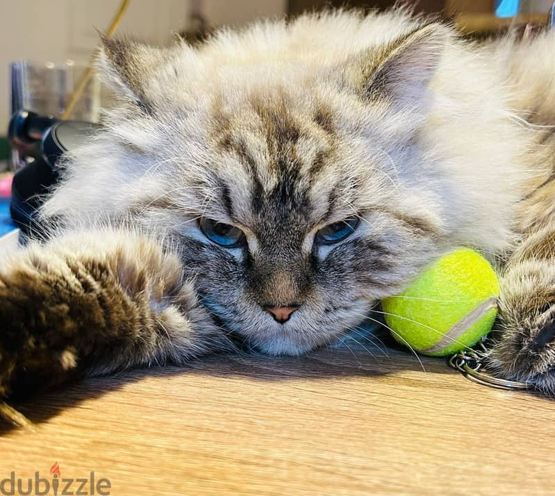 Pure lynx himalayan cat 1