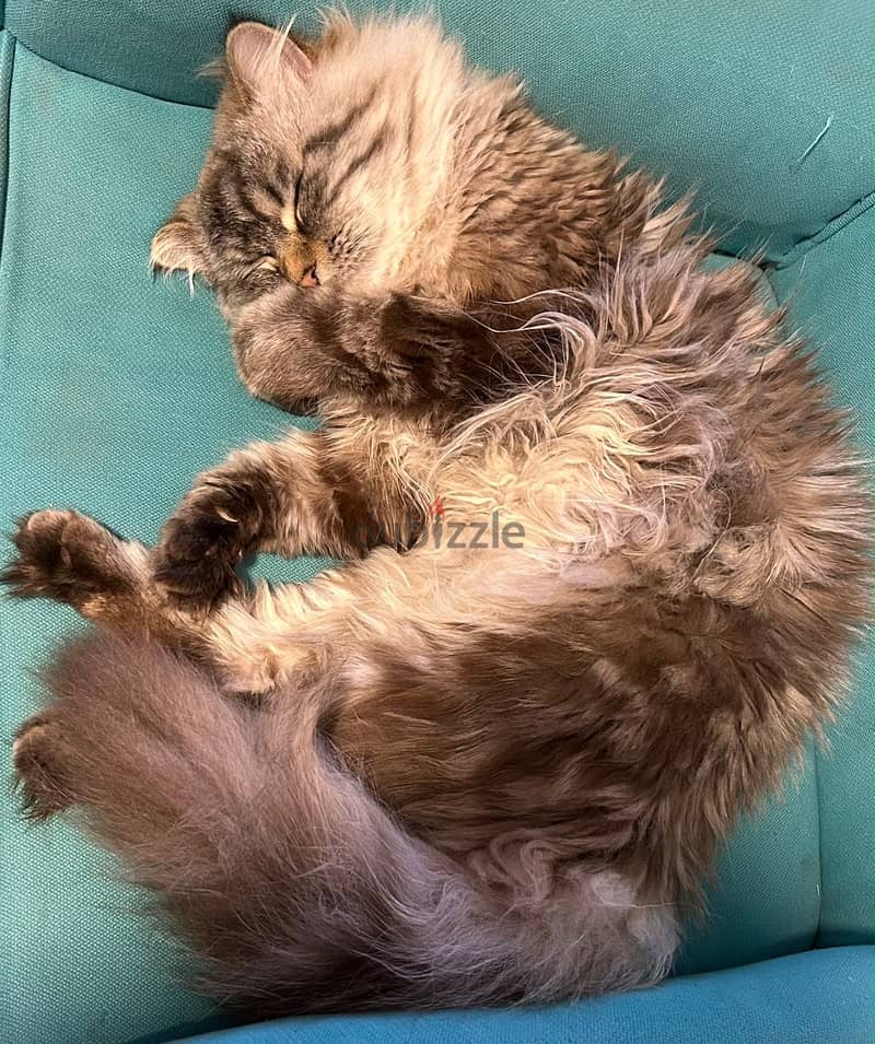 Pure lynx himalayan cat 10