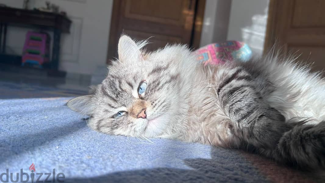 Pure lynx himalayan cat 4