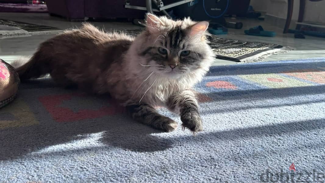Pure lynx himalayan cat 5