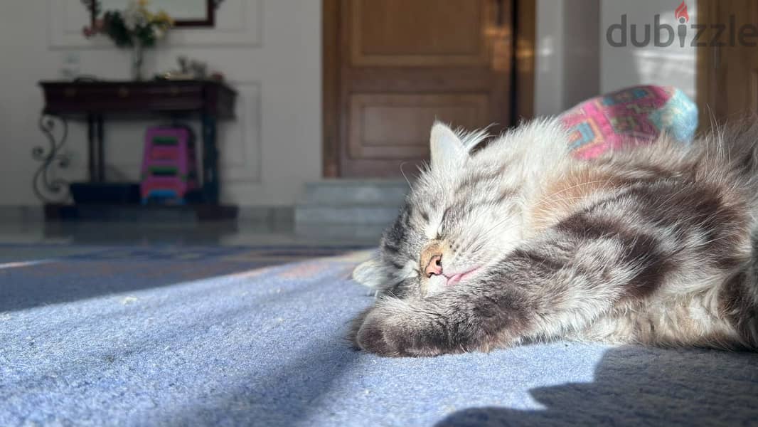 Pure lynx himalayan cat 6