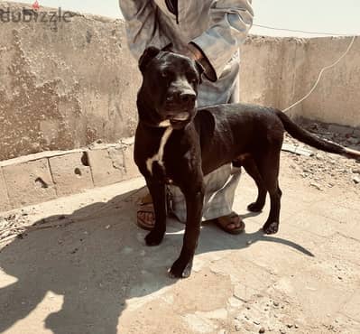 Cane Corso Dog for sale