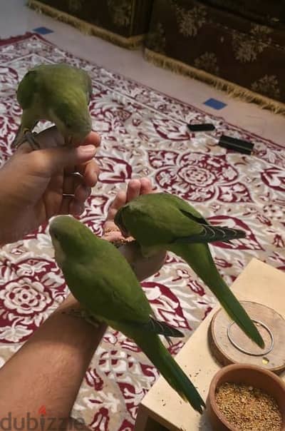 فروخ كويكر جرين