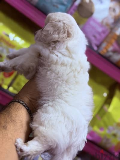 Simba pets