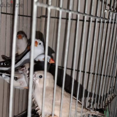 متاح طير زيبرا استرالي كوكتيل  الي عايز صور حاجا معينه يبعت