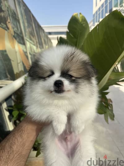 Pure Pomeranian pupppy 55 Days | Teddy Face